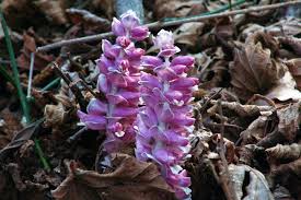 Attēlu rezultāti vaicājumam “Lathraea squamaria bud”