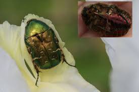 Attēlu rezultāti vaicājumam “Potosia cuprea imago”