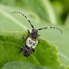Attēlu rezultāti vaicājumam “Pogonocherus hispidulus”