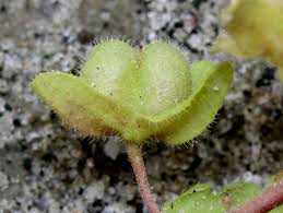 Attēlu rezultāti vaicājumam “Saxifraga cymbalaria fruit”