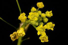Attēlu rezultāti vaicājumam “Draba nemorosa fruit”