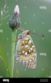 Attēlu rezultāti vaicājumam “Argynnis niobe underside”