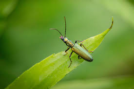 Attēlu rezultāti vaicājumam “Chrysanthia viridissima”