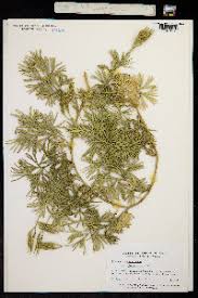 Attēlu rezultāti vaicājumam “Diphasium complanatum”