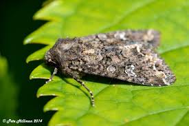 Attēlu rezultāti vaicājumam “Mamestra brassicae larva”