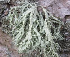 Attēlu rezultāti vaicājumam “Ramalina farinacea”