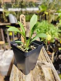 Image result for Coreopsis