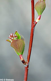 Attēlu rezultāti vaicājumam “Aronia melanocarpa bud”