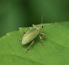 Attēlu rezultāti vaicājumam “Polydrusus mollis”