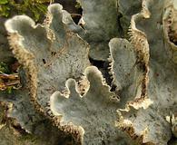 Attēlu rezultāti vaicājumam “Peltigera aphthosa”