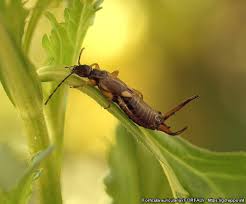 Attēlu rezultāti vaicājumam “Forficula auricularia”