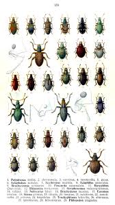 Attēlu rezultāti vaicājumam “Polydrusus tereticollis”