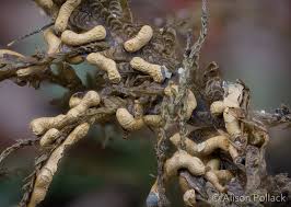 Attēlu rezultāti vaicājumam “Physarum bivalve plasmodium”