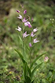 Attēlu rezultāti vaicājumam “Cephalanthera rubra”