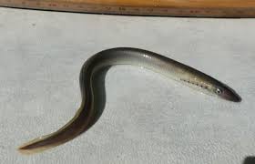 Attēlu rezultāti vaicājumam “Lampetra planeri”