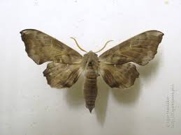 Attēlu rezultāti vaicājumam “Laothoe amurensis”