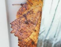 Attēlu rezultāti vaicājumam “Ennomos autumnaria male”