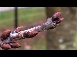 Attēlu rezultāti vaicājumam “Cerasus bud”