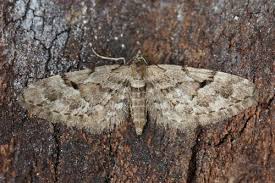 Attēlu rezultāti vaicājumam “Eupithecia lanceata”