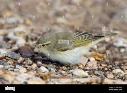 Image result for Phylloscopus orientalis