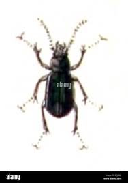 Attēlu rezultāti vaicājumam “Loricera pilicornis”