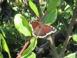 Attēlu rezultāti vaicājumam “Nymphalis antiopa upperside”