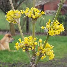 Attēlu rezultāti vaicājumam “Cornus mas flower”