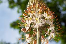 Image result for Steppenkerze