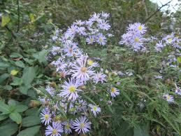 Attēlu rezultāti vaicājumam “Symphyotrichum x salignum leaf”