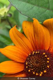 Image result for Heliopsis scabra
