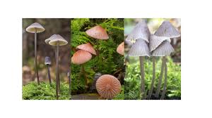 Attēlu rezultāti vaicājumam “Mycena”