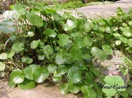 「香菇草」的圖片搜尋結果