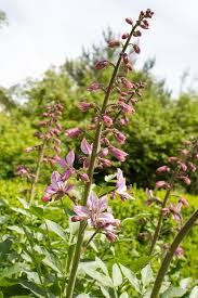 Image result for Diptam