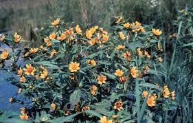 Attēlu rezultāti vaicājumam “Bidens cernua flower”