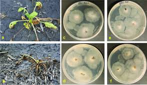 Attēlu rezultāti vaicājumam “Rhabdoweisia fugax sporophyte”