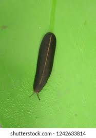 Attēlu rezultāti vaicājumam “Hirudinea”