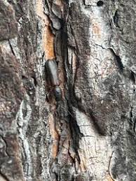 Attēlu rezultāti vaicājumam “Nothorhina punctata”