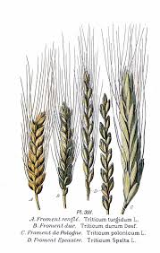 Attēlu rezultāti vaicājumam “Triticum aestivum”