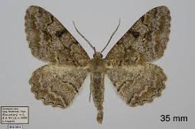 Attēlu rezultāti vaicājumam “Alcis repandata”