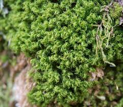 Attēlu rezultāti vaicājumam “Dicranum montanum”