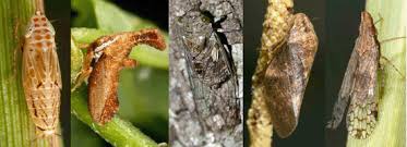 Attēlu rezultāti vaicājumam “Auchenorrhyncha”