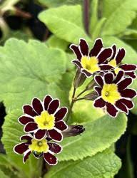 Attēlu rezultāti vaicājumam “Primula x margotae flower”