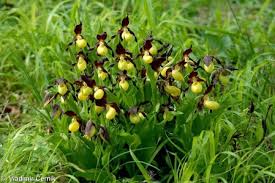 Attēlu rezultāti vaicājumam “Cypripedium calceolus”