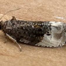 Attēlu rezultāti vaicājumam “Hedya nubiferana”