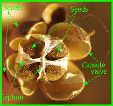 Attēlu rezultāti vaicājumam “Physarum luteolum young”