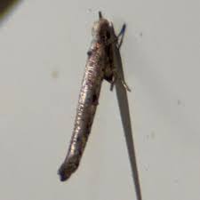 Attēlu rezultāti vaicājumam “Epermeniidae”