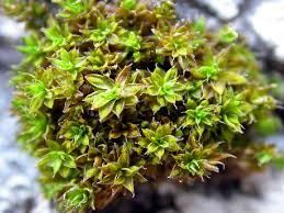 Attēlu rezultāti vaicājumam “Syntrichia papillosa”