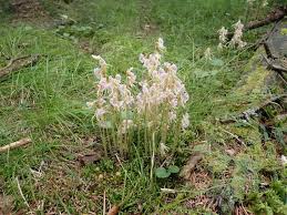 Attēlu rezultāti vaicājumam “Epipogium aphyllum flower”