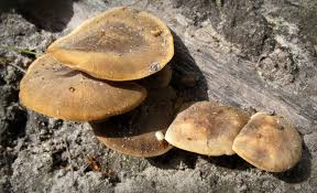 Attēlu rezultāti vaicājumam “Polyporus ciliatus”