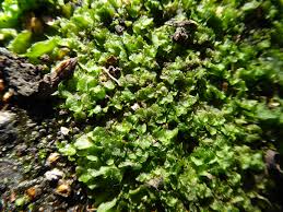 Attēlu rezultāti vaicājumam “Phaeoceros laevis subsp. carolinianus”